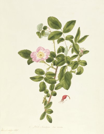 Rosa Acicularis Viridis von Pierre Joseph Redouté